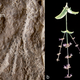 Image for article titled Oldest funerary flowers ever unearthed in Israel